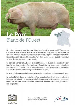 Fiche Porc Blanc Ouest Ifip.jpg