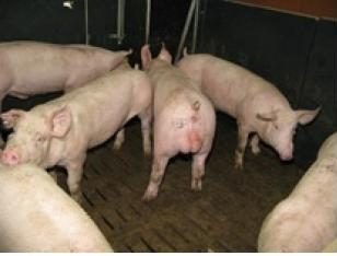Porcs Males Entiers.jpg