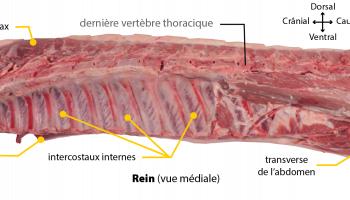 Rein Vue Media