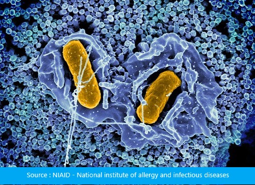 Salmonella Typhimurium Niaid National Institute Of Allergy And Infectious Diseases Source