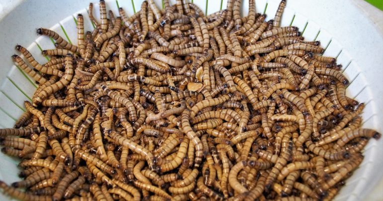 Image for Le secteur de l&rsquo;élevage d&rsquo;insectes en croissance