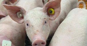 Tete Porc