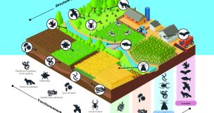 Biodiversite Ifip Inrae