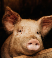 Porc Uk