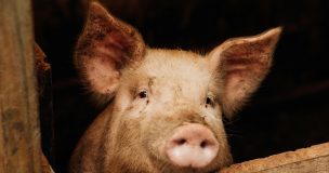 Porc Uk