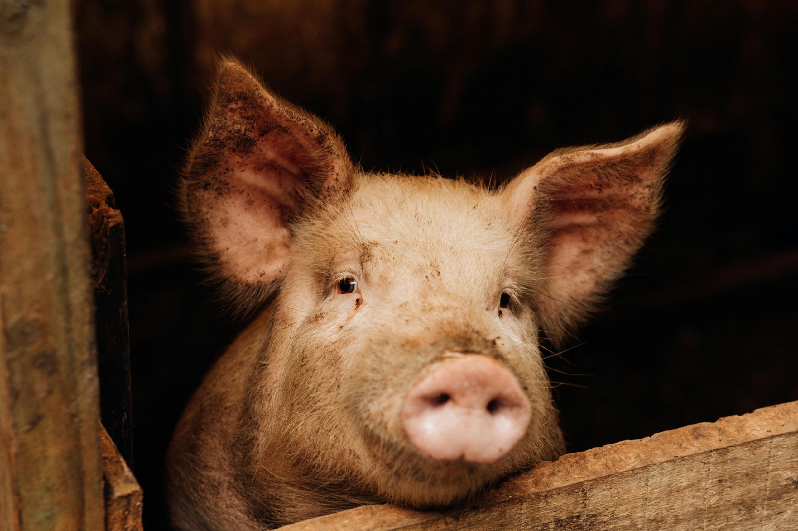 Porc Uk