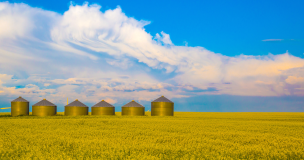Canola