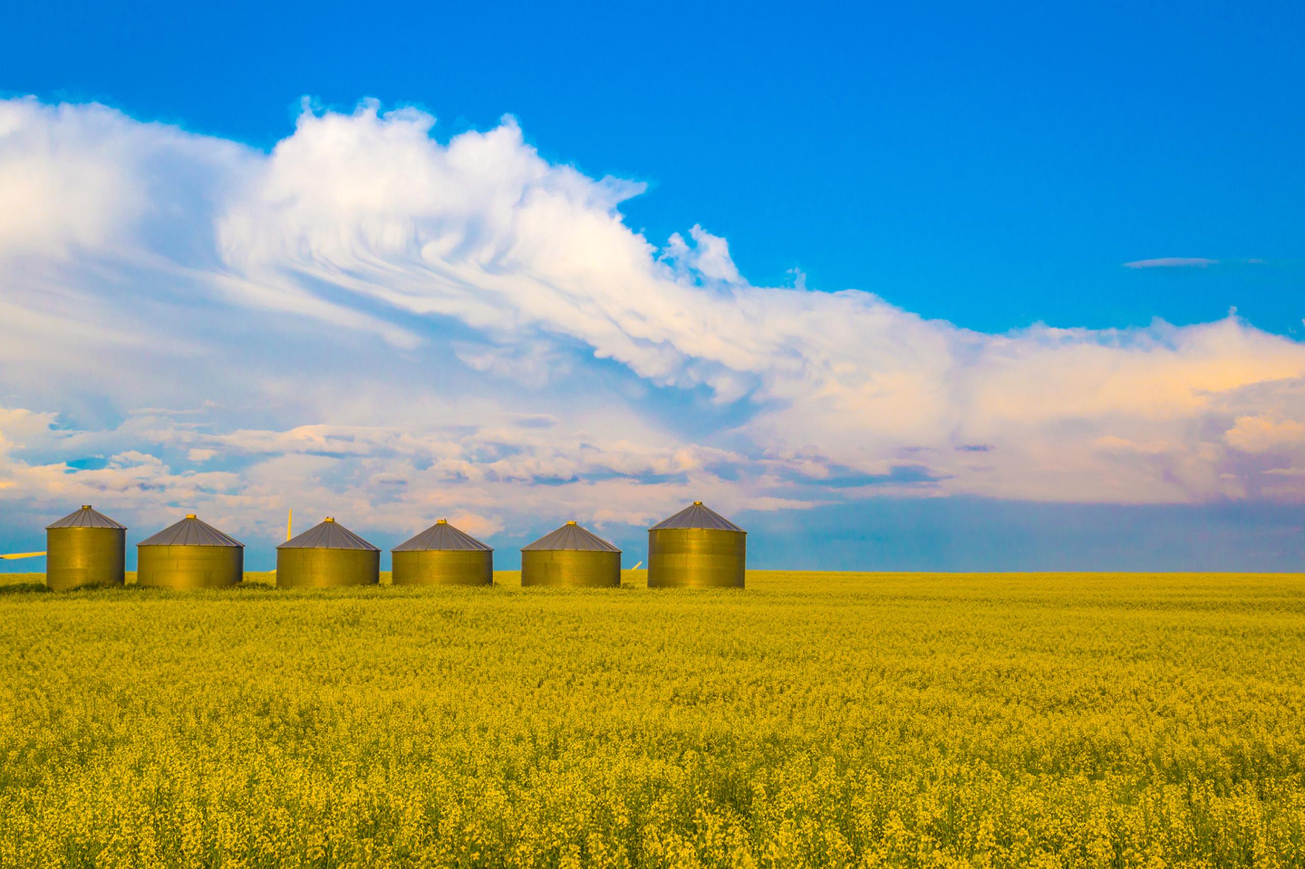 Canola