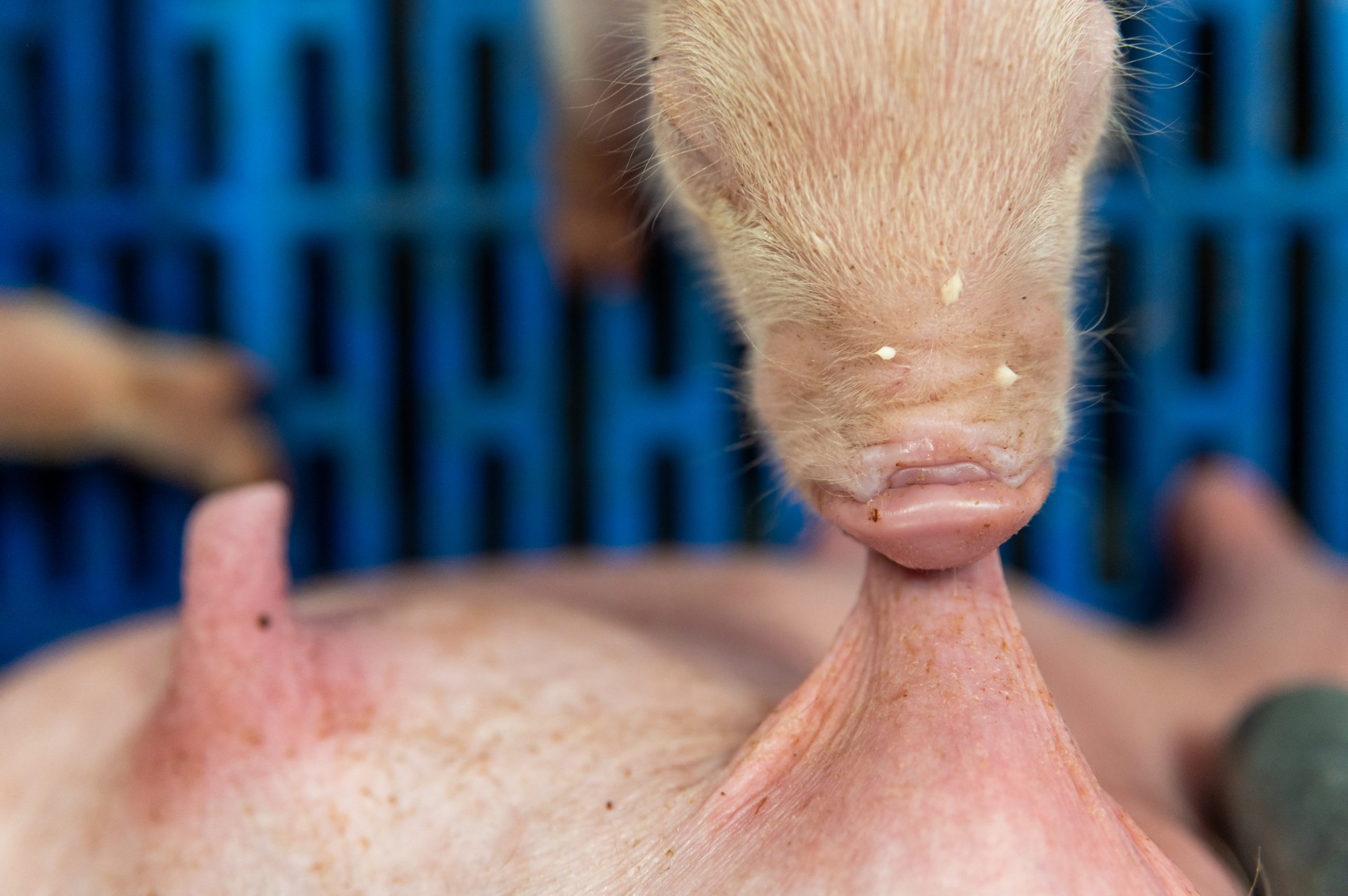 Marché du porc octobre 2025