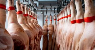 Tonnies modifie sa grille de paiement des porcs en Allemagne