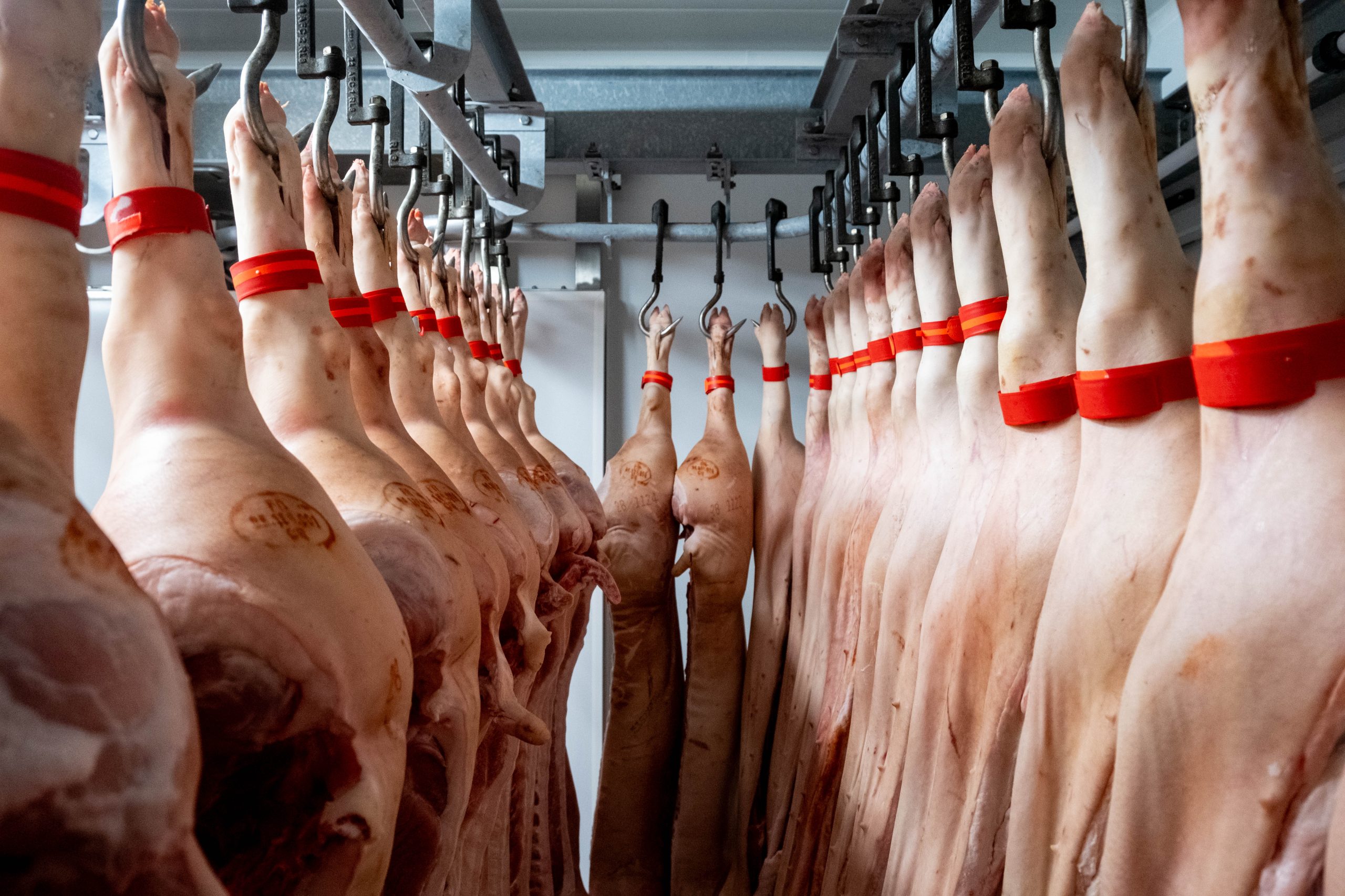 Tonnies modifie sa grille de paiement des porcs en Allemagne