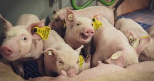 Conjoncture porcine : un mois de novembre marqué par une pression accrue sur les marchés