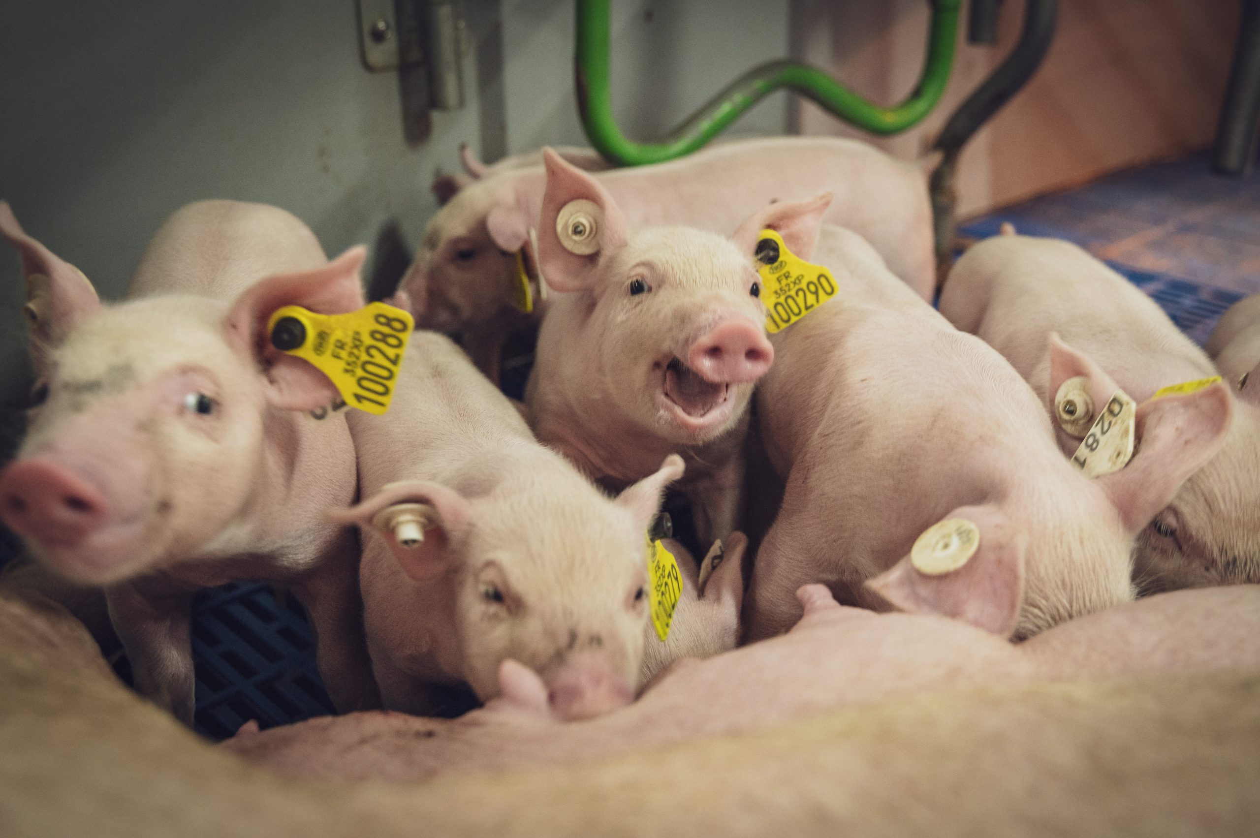 Conjoncture porcine : un mois de novembre marqué par une pression accrue sur les marchés
