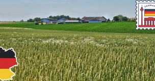 Allemagne 285 Truies Par élevage En 2025, 1 élevage De Truies Sur 2 A Disparu En 10 Ans