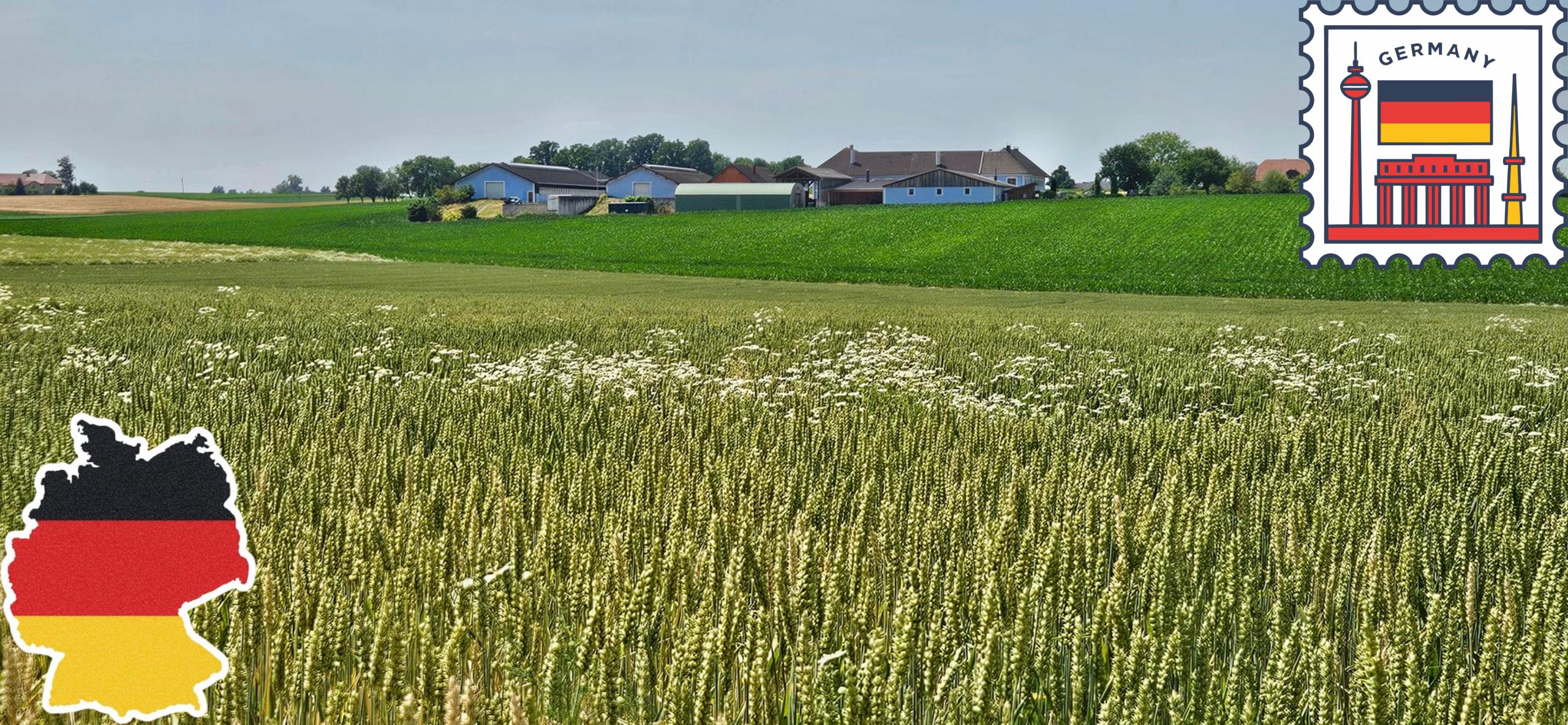 Allemagne 285 Truies Par élevage En 2025, 1 élevage De Truies Sur 2 A Disparu En 10 Ans