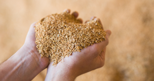 Matières Premières céréales