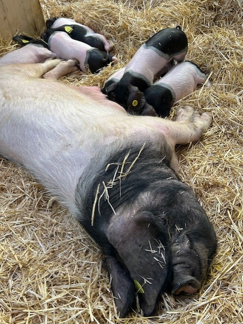 84392472 F90f 469f 928e 9f33cc96b61e