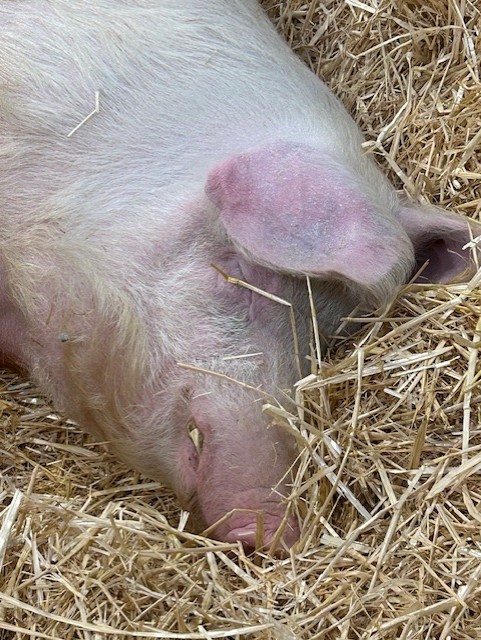 C427c6f8 Cec2 4f2b 8aeb Cc3849a9f7a8