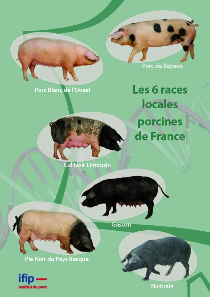 Carte Postal Ifip Page 1