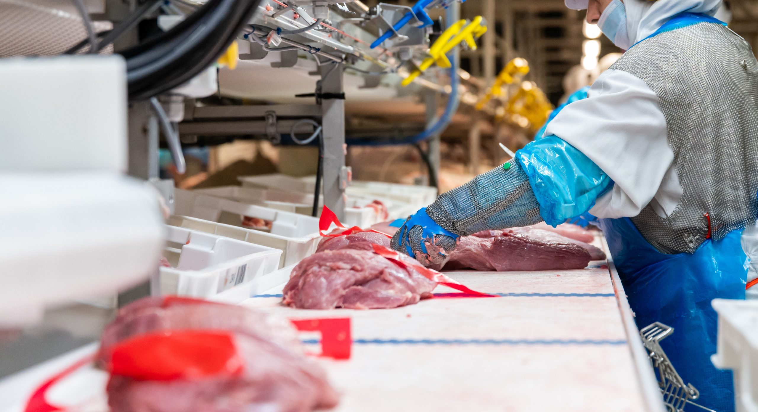 Chaîne d’abattage porcine