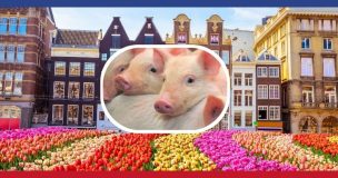 Pays-Bas rachat élevages porcs 2026