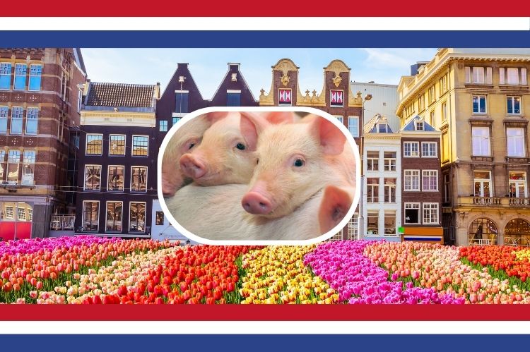 Pays-Bas rachat élevages porcs 2026