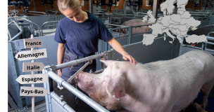 Le Porc Européen Fait Face à La Contraction De La Demande Internationale