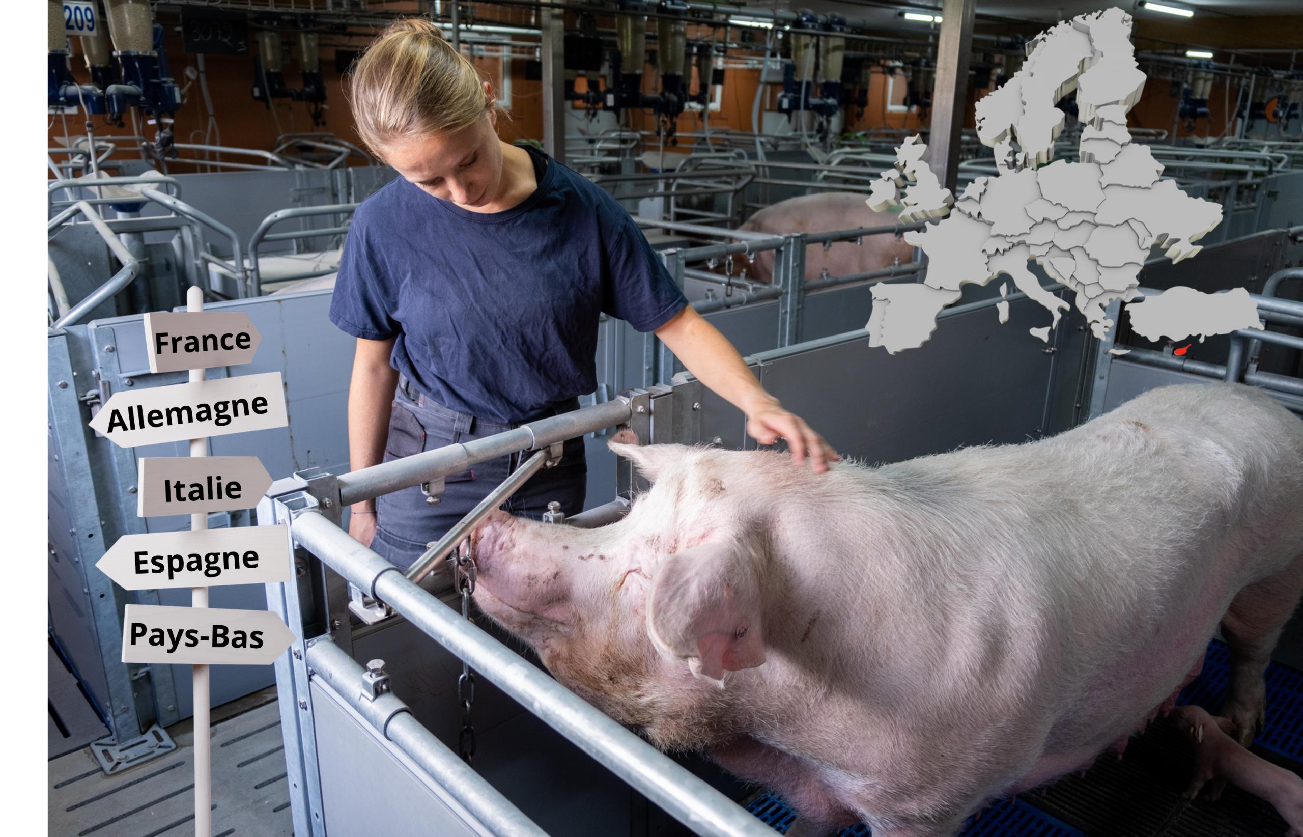 Le Porc Européen Fait Face à La Contraction De La Demande Internationale