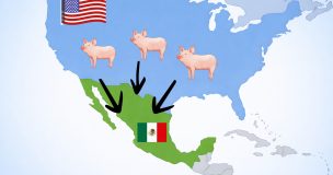 Mexique Ouvre Une Enquête Antidumping Sur Le Porc Américain