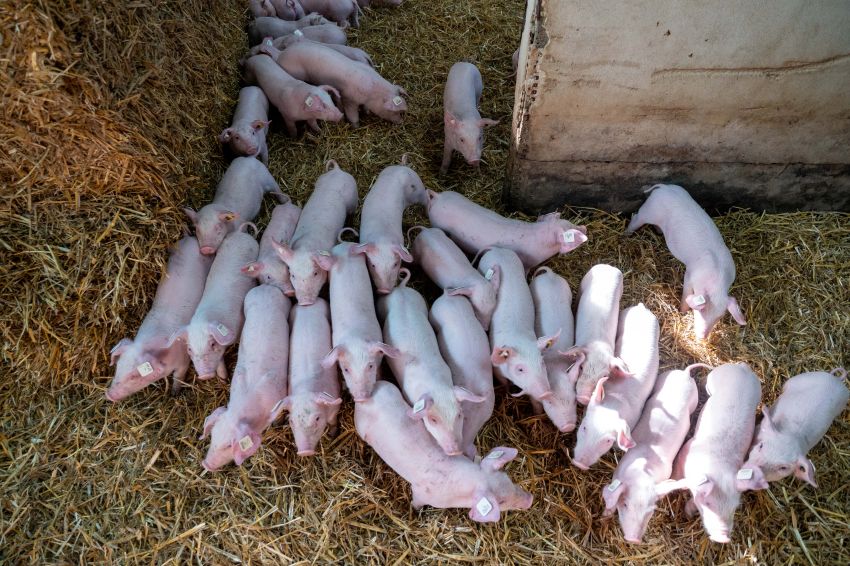 Marché Du Porc Février 2026