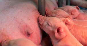 marché du porc en avril