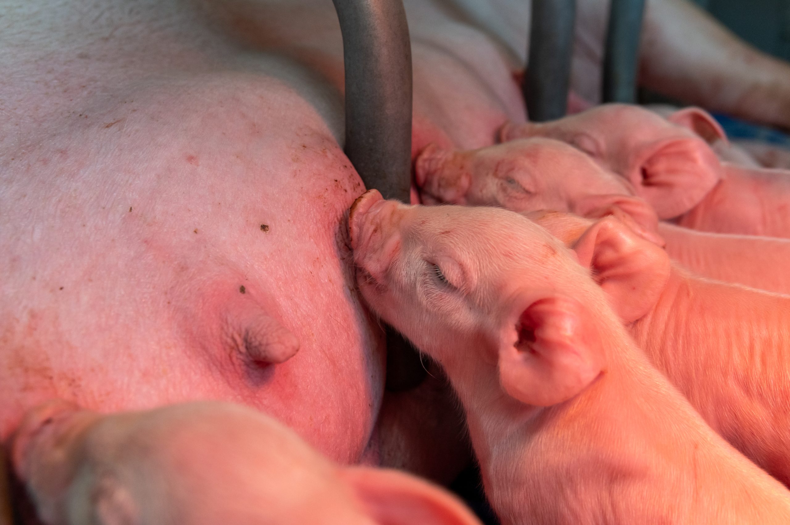 marché du porc en avril