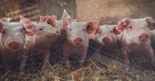 Analyse Marché Du Porc