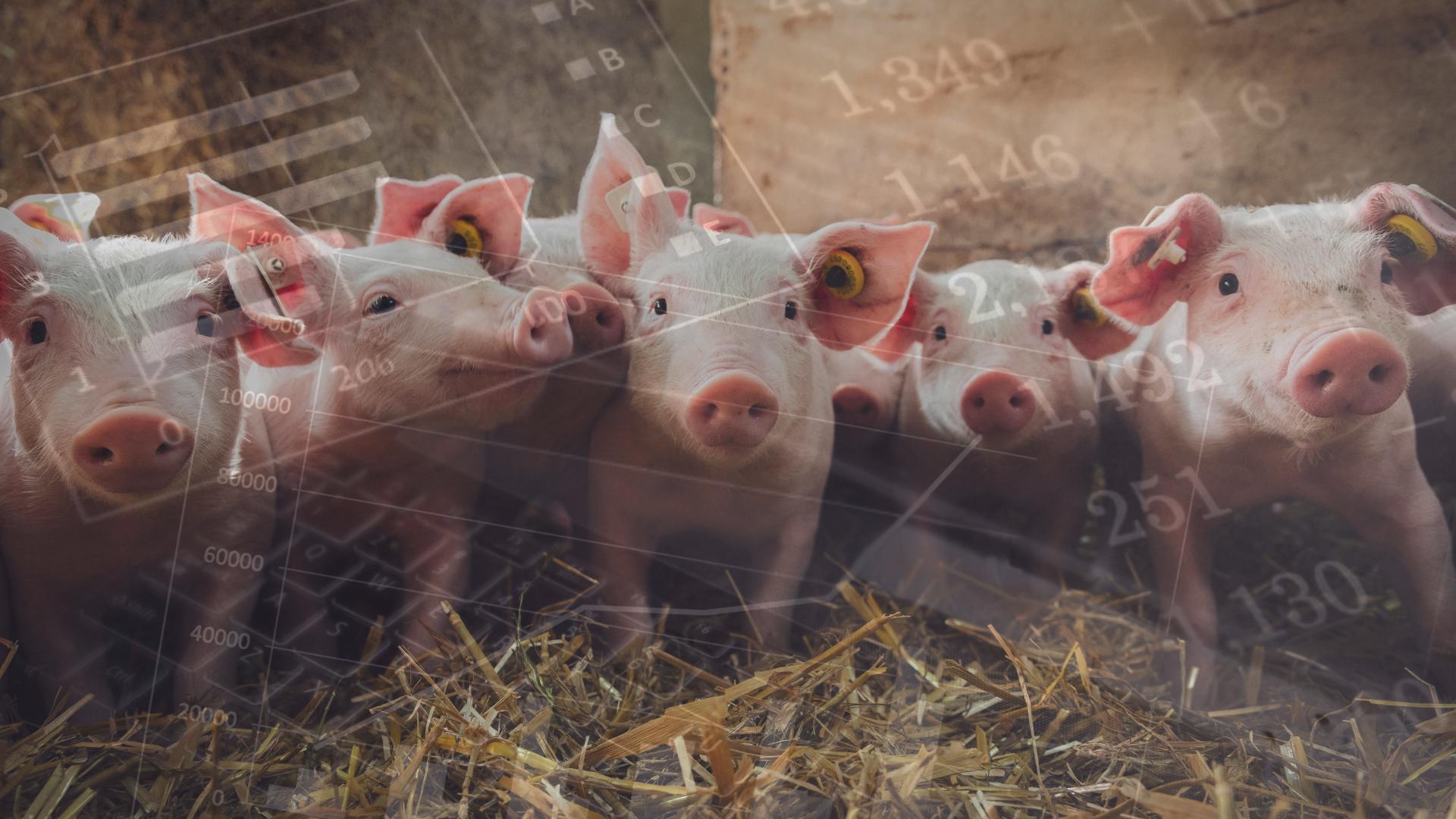 Analyse Marché Du Porc