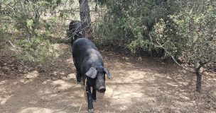 Cochonaie