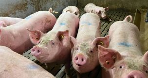 Marché Porc Juin