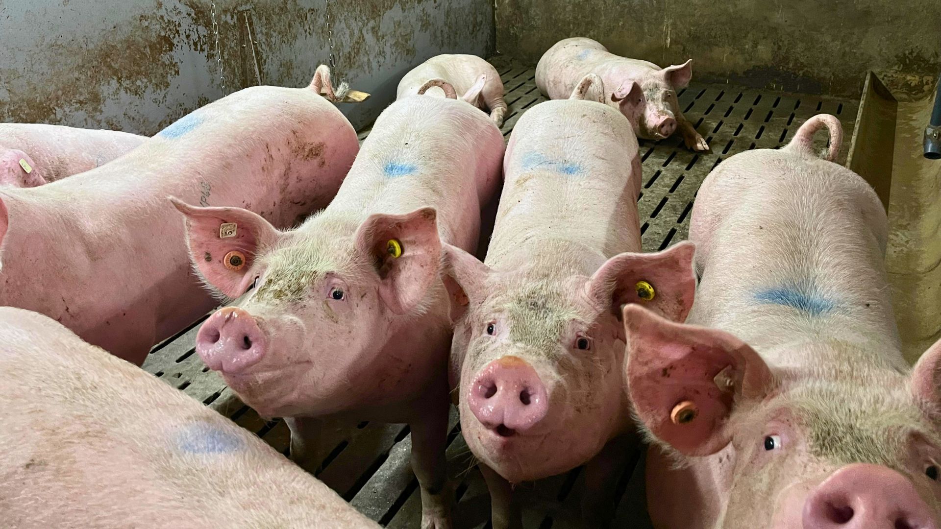 Marché Porc Juin