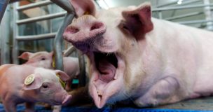 marché du porc