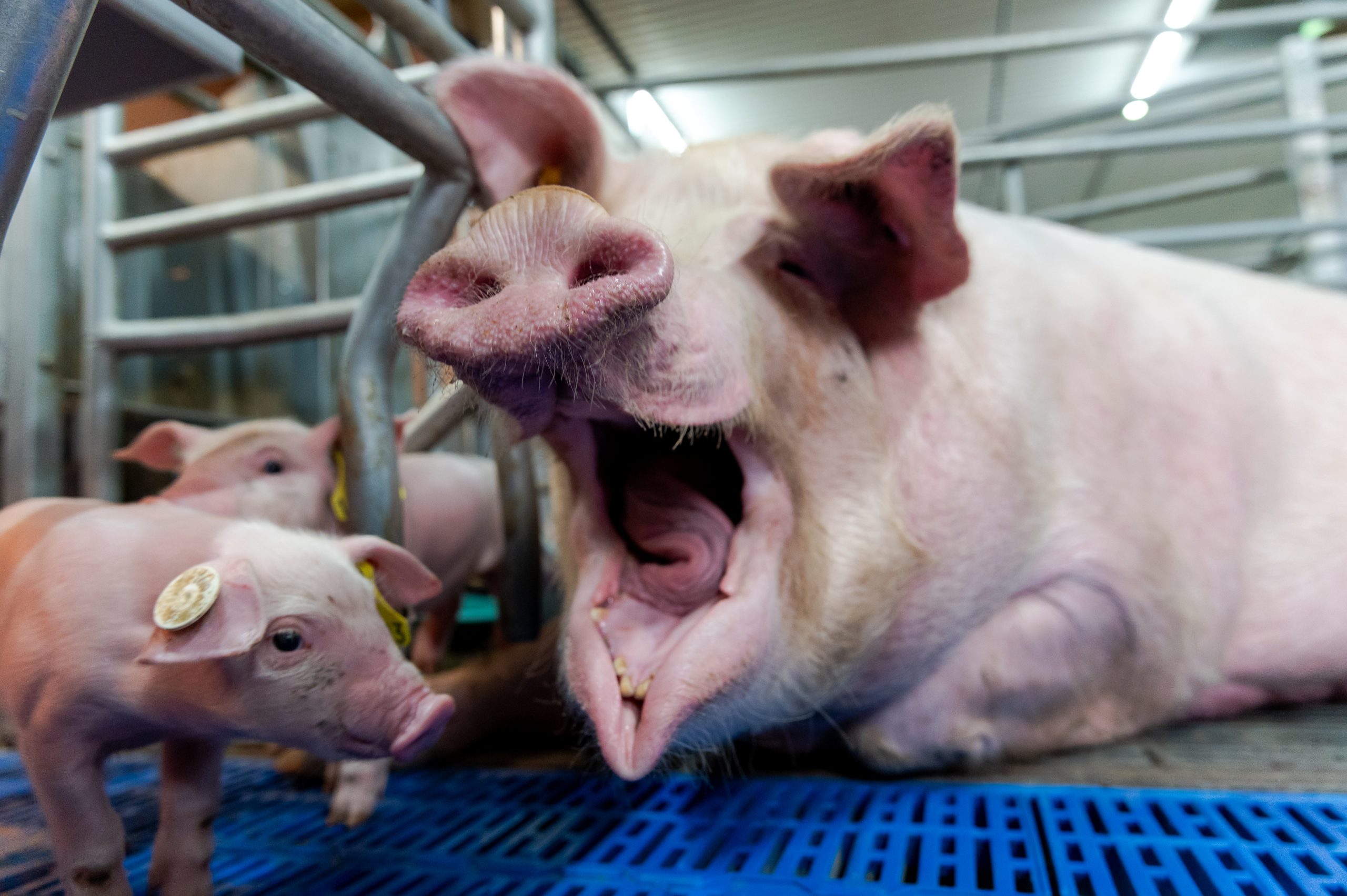marché du porc